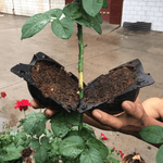 Cargar imagen en el visor de la galería, Vaina de propagación de plantas de capas de aire
